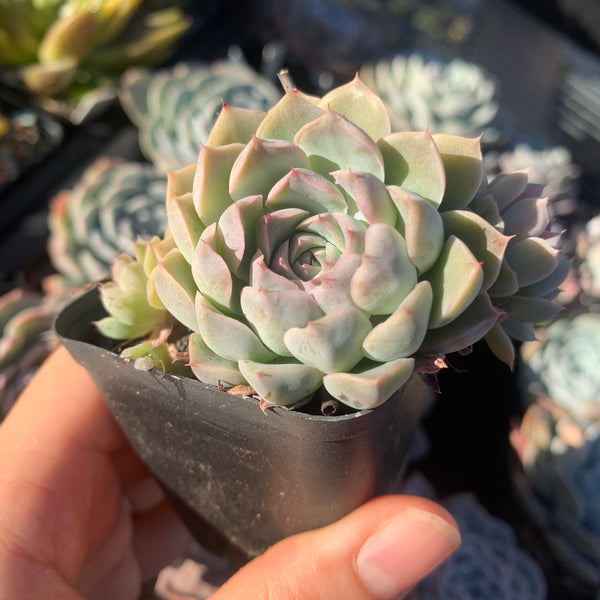 Echeveria halbingeri Mexican Minima 墨西哥姬莲