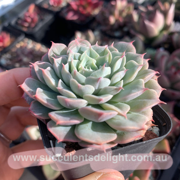 Echeveria Alba Mini hybrid eyelash  长睫毛阿尔巴美妮杂