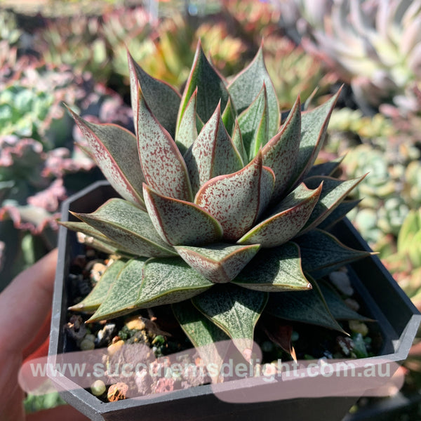 Echeveria purpusorum white form 白和锦