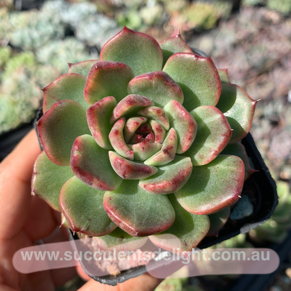 Echeveria Fantastic Light 奇异光芒