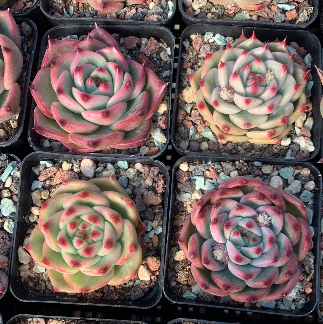 Echeveria Princess Jasmine 茉莉公主 Succulents Delight New Hybrid