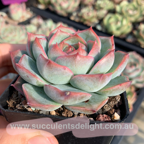 Echeveria Peach Grove 桃林 Succulents Delight New Hybrid