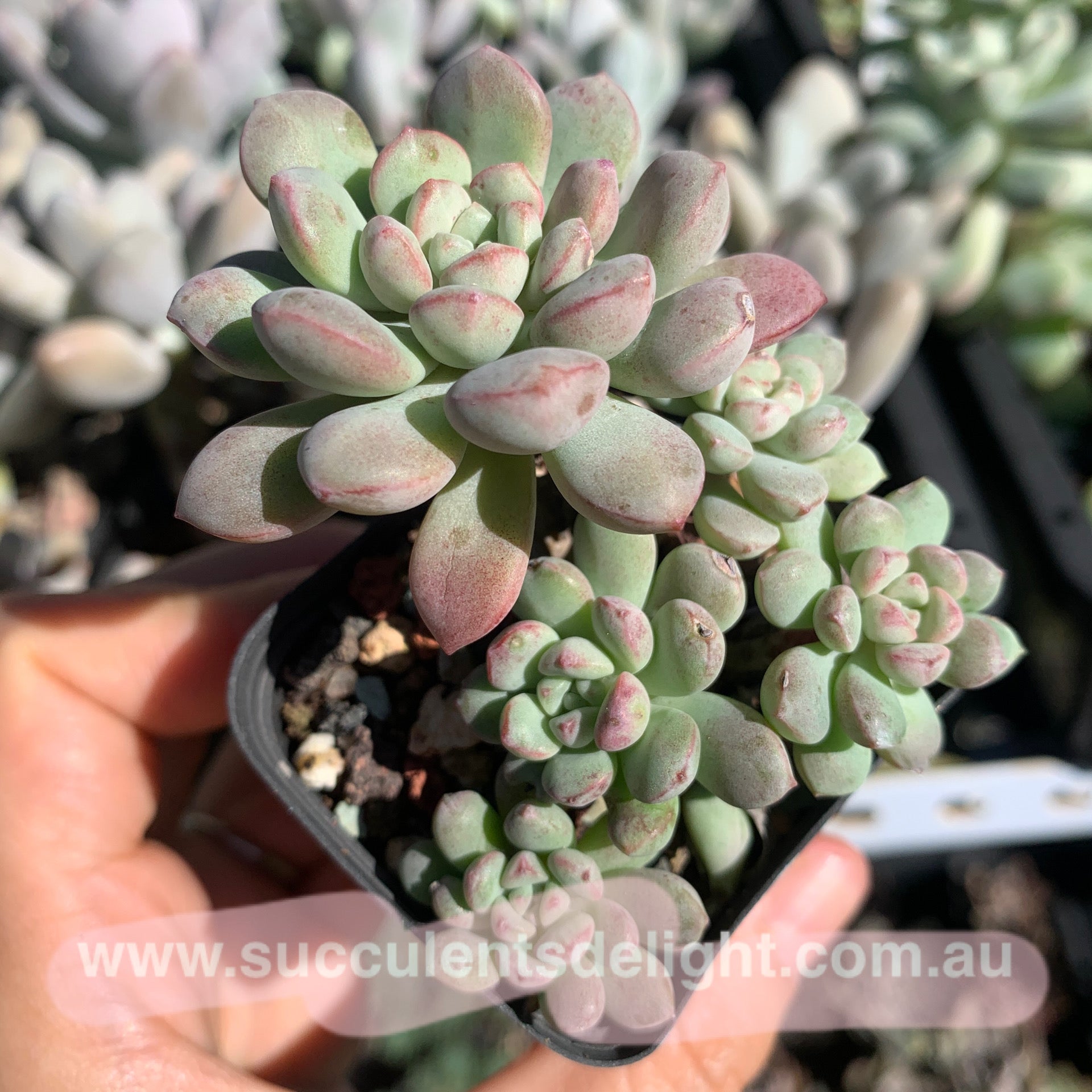 Echeveria meteorites beans 流星粉豆