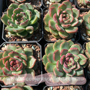 Echeveria Fantastic Light 奇异光芒