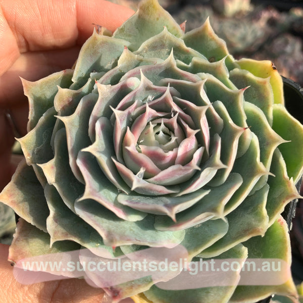 Echeveria Simulans Ascension 蓝丝绒