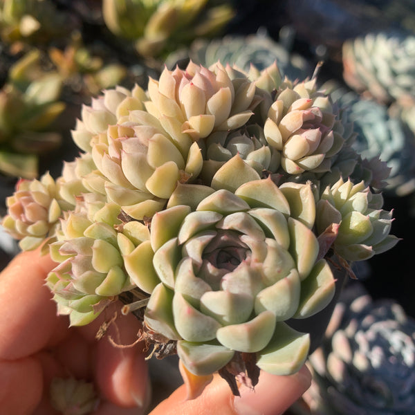Echeveria halbingeri Mexican Minima 墨西哥姬莲
