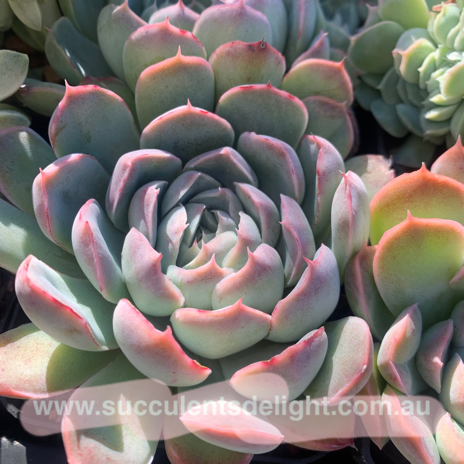 Echeveria Elegans Athena 月影雅典娜