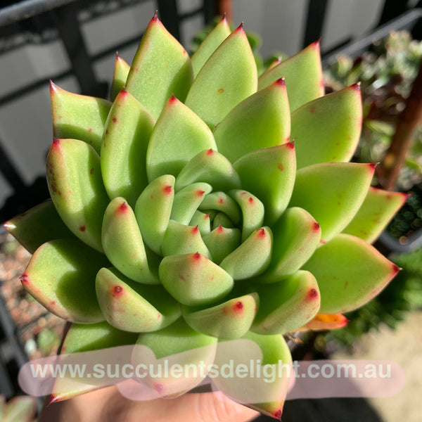 Echeveria Agavoides Miranda 米兰达东云
