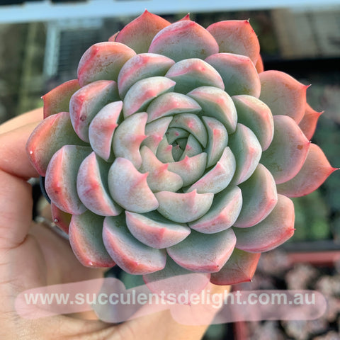 Echeveria Sweet Dream 甜梦