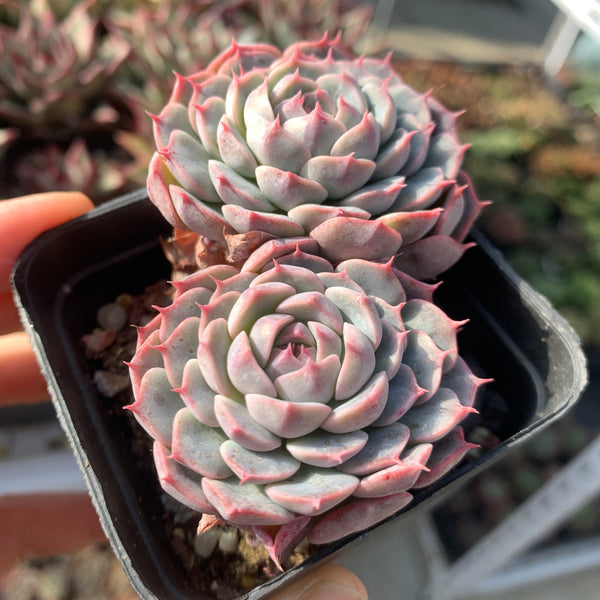 Special! Echeveria Alba Mini hybrid 2 heads 阿尔巴美妮杂双头