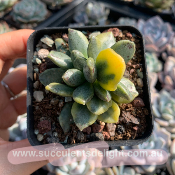 Adromischus hemisphaericus variegata 松虫水泡锦