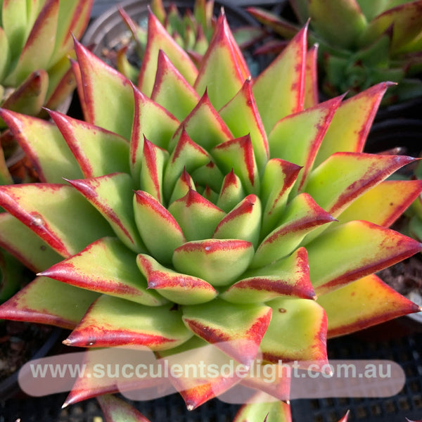 Echeveria Agavoides Lipsticks 口红