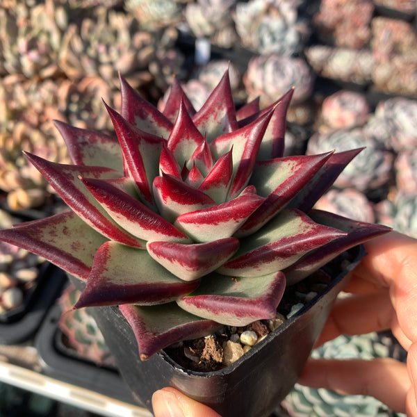 Echeveria Agavoides Ebony (selected) 优选乌木
