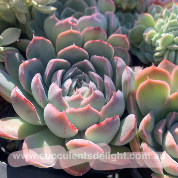 Echeveria Elegans Athena 月影雅典娜