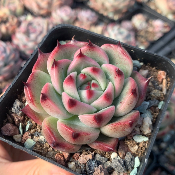 Echeveria Princess Jasmine 茉莉公主 Succulents Delight New Hybrid