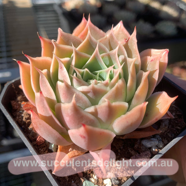 Echeveria Coral Velvet 珊瑚绒