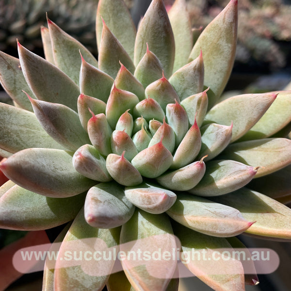 Echeveria White Dew (with dark lines) 白露（暗纹系）