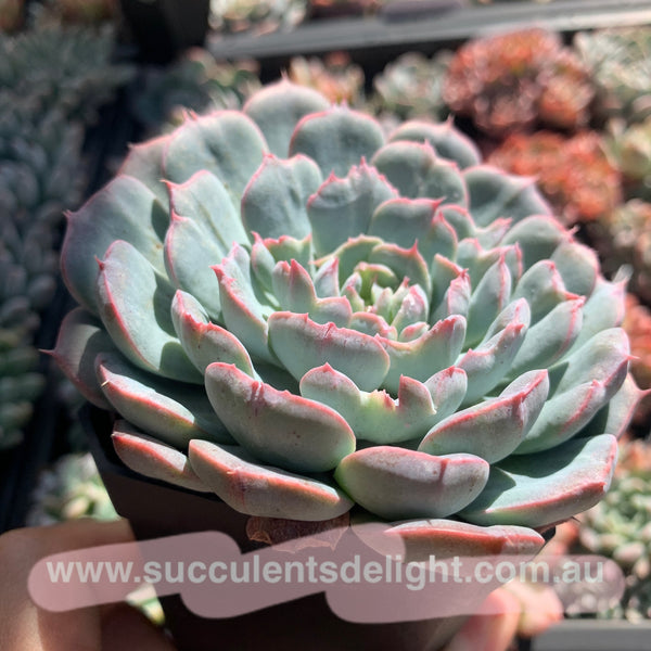 Echeveria Tuxpan Pinwheel X Alba Mini Mutation 纸风车美妮变异