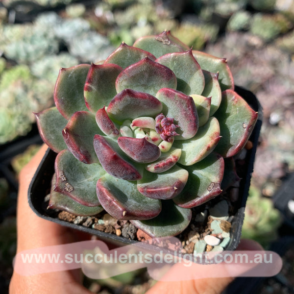 Echeveria Fantastic Light 奇异光芒