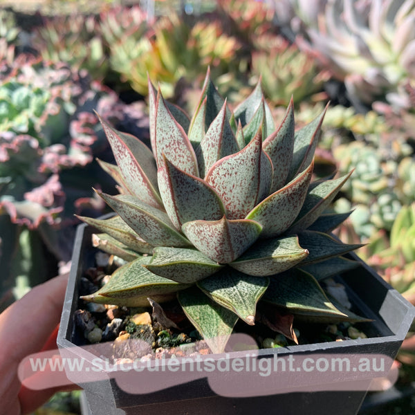 Echeveria purpusorum white form 白和锦