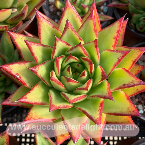 Echeveria Agavoides Lipsticks 口红