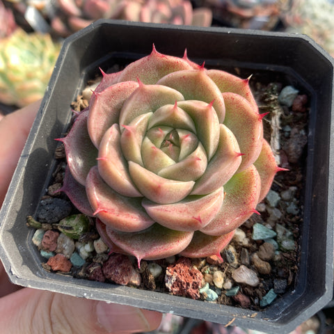 Echeveria eyelash Malgan 长睫毛麦秆