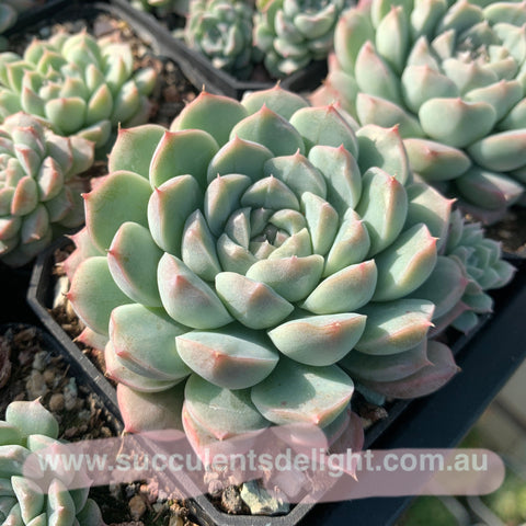 Echeveria Alba Mini 阿尔巴美妮