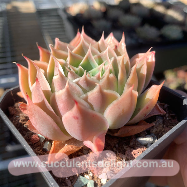 Echeveria Coral Velvet 珊瑚绒