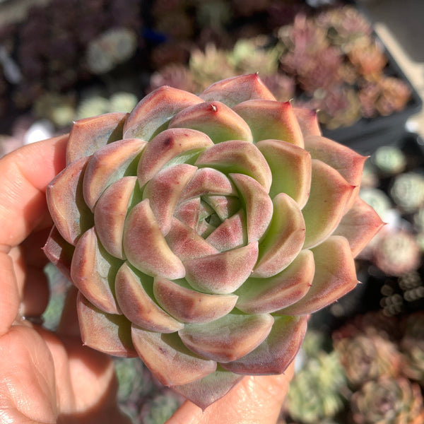 Echeveria Jupiter 木星 Succulents Delight New Hybrid