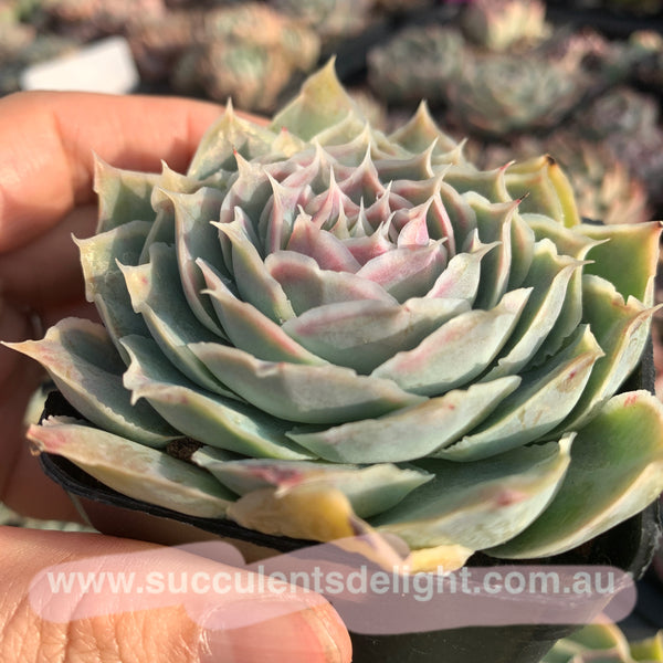 Echeveria Simulans Ascension 蓝丝绒