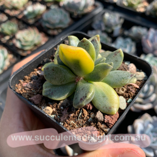 Adromischus hemisphaericus variegata 松虫水泡锦