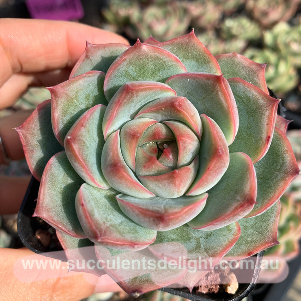 Echeveria Peach Grove 桃林 Succulents Delight 2022 New Hybrid