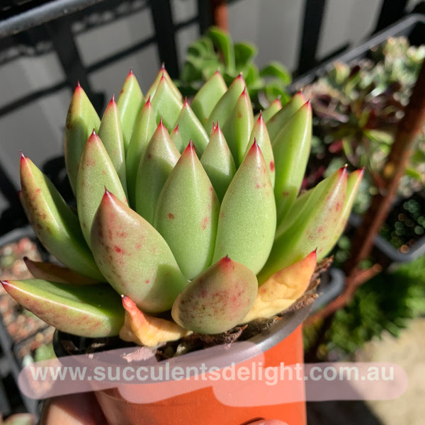 Echeveria Agavoides Miranda 米兰达东云