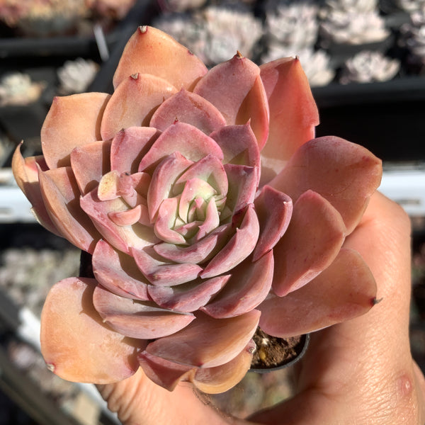 Echeveria Light and Shadow 光影 - Succulents Delight 2022 New Hybrid