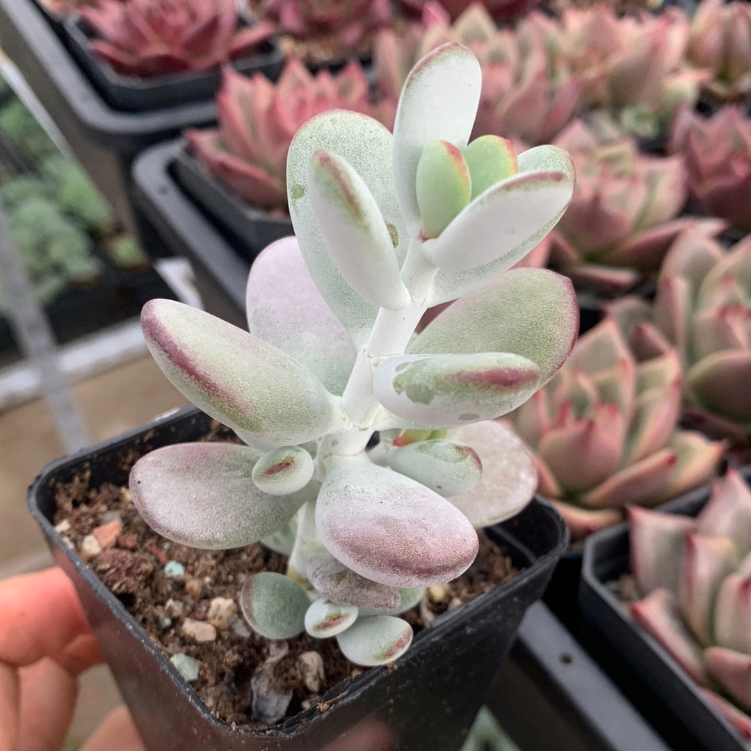 Cotyledon Oophylla - Asian Round Form 乒乓福娘