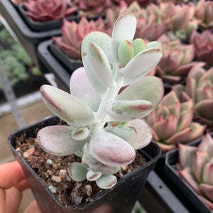 Cotyledon Oophylla - Asian Round Form 乒乓福娘