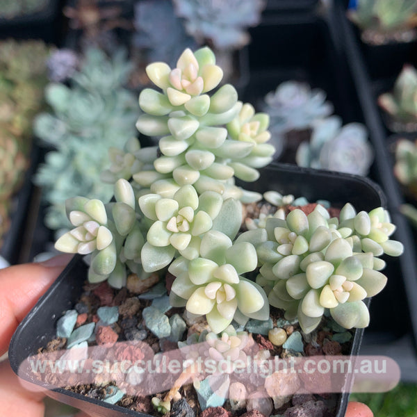 Graptopetalum mirinae variegata 姬秋丽锦