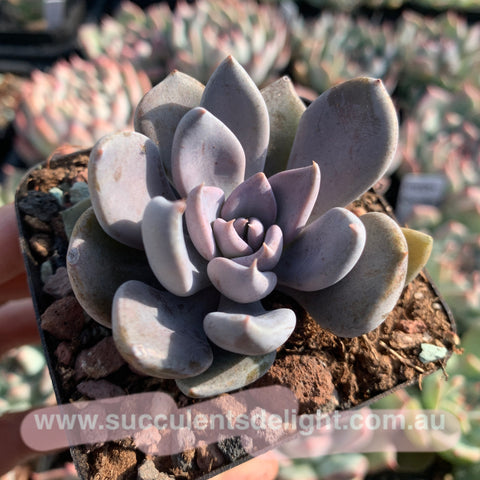 Echeveria rodolfi 鲁道夫
