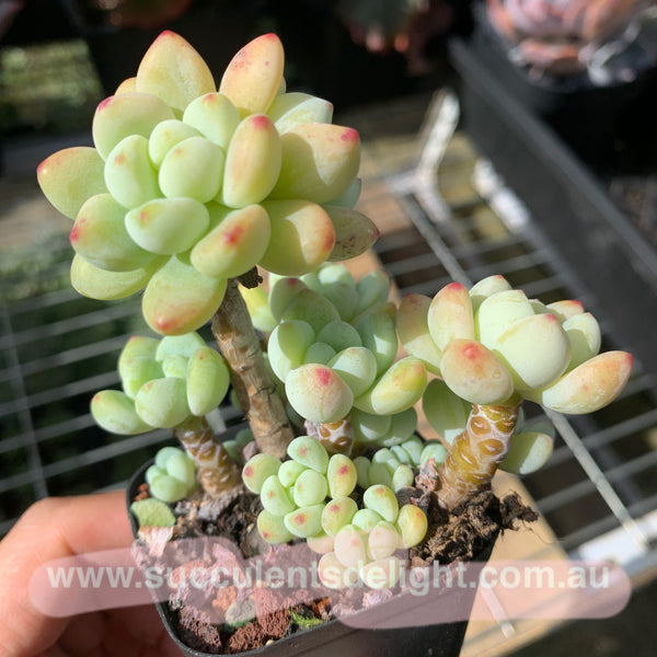 Sedum Clavatum old Cluster 劳尔老桩群