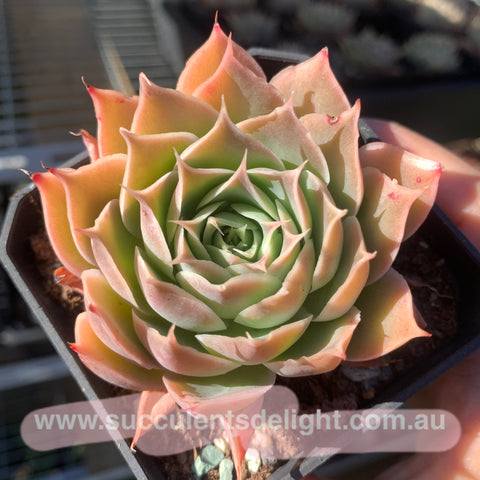 Echeveria Coral Velvet 珊瑚绒