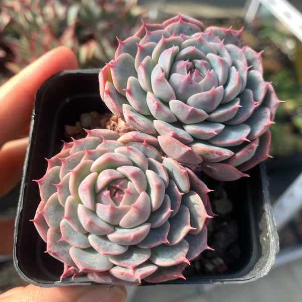 Special! Echeveria Alba Mini hybrid 2 heads 阿尔巴美妮杂双头