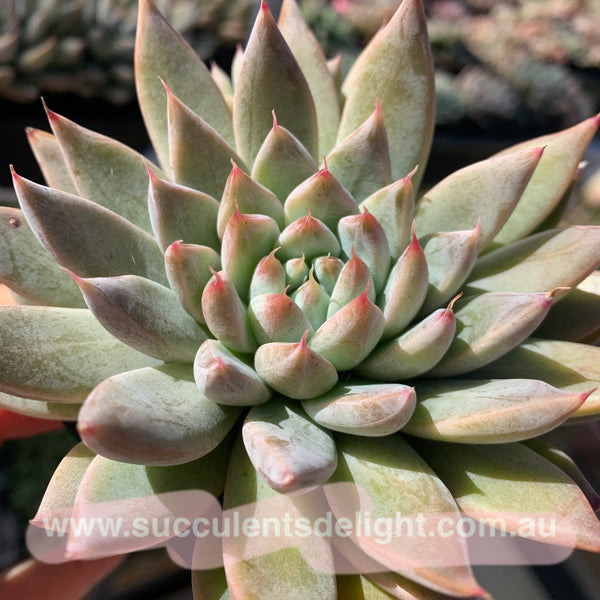 Echeveria White Dew (with dark lines) 白露（暗纹系）