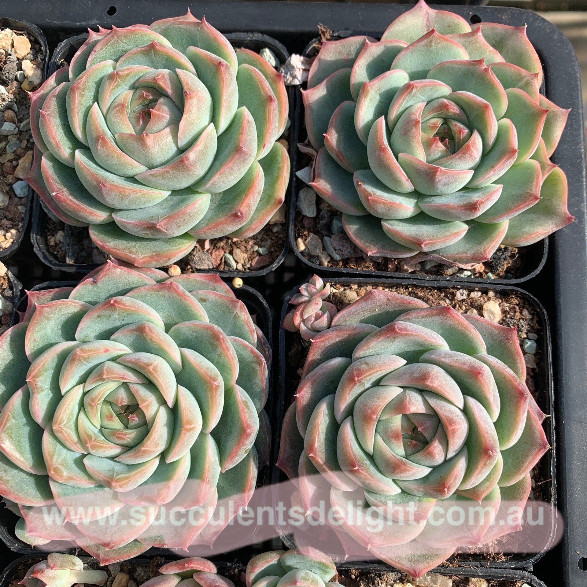 Echeveria Peach Grove 桃林 Succulents Delight New Hybrid