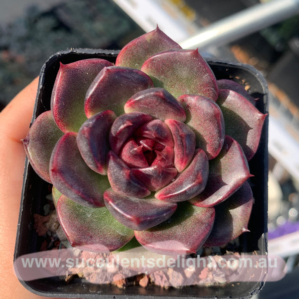 Echeveria Fantasy Jade 梦幻翡翠 Succulent Delight New Hybrid
