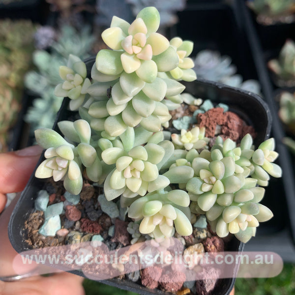 Graptopetalum mirinae variegata 姬秋丽锦