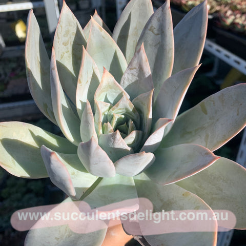 Echeveria glazed frost 凝霜