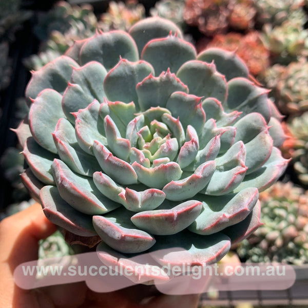 Echeveria Tuxpan Pinwheel X Alba Mini Mutation 纸风车美妮变异