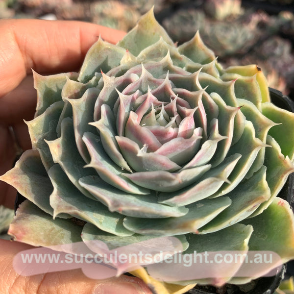 Echeveria Simulans Ascension 蓝丝绒