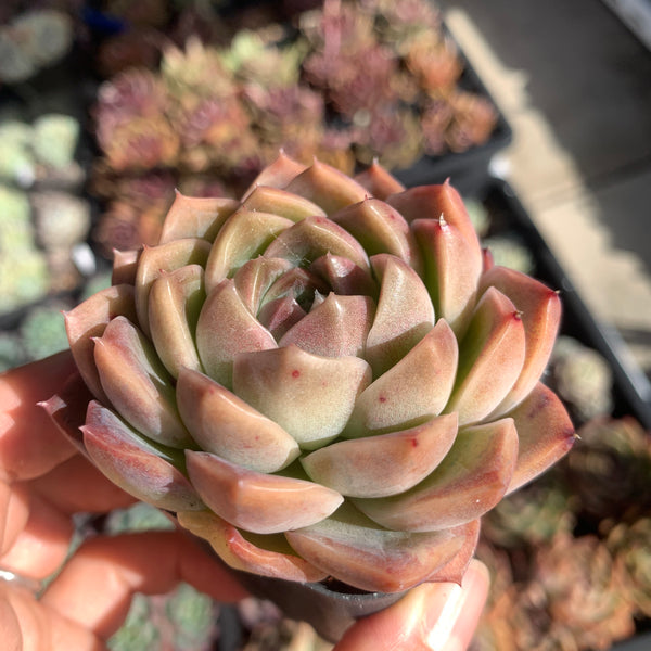 Echeveria Jupiter 木星 Succulents Delight New Hybrid