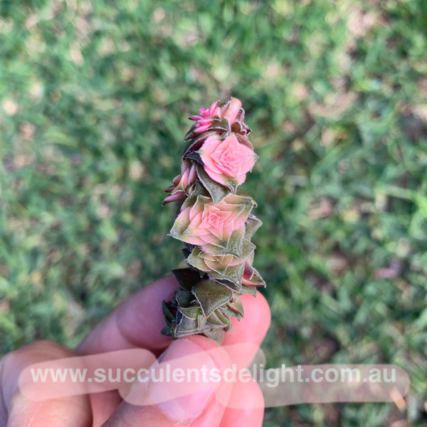 Crassula corymbulosa variegated 茜之塔锦